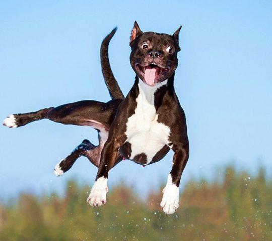 jumping-dog